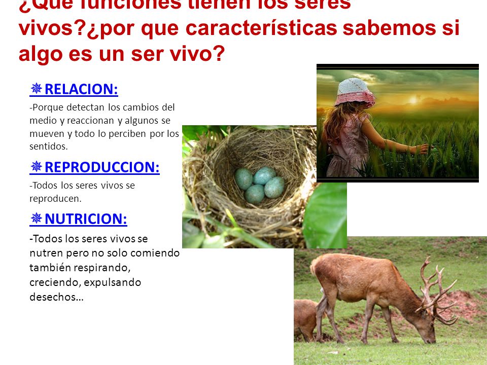 la tierra es un organismo vivo